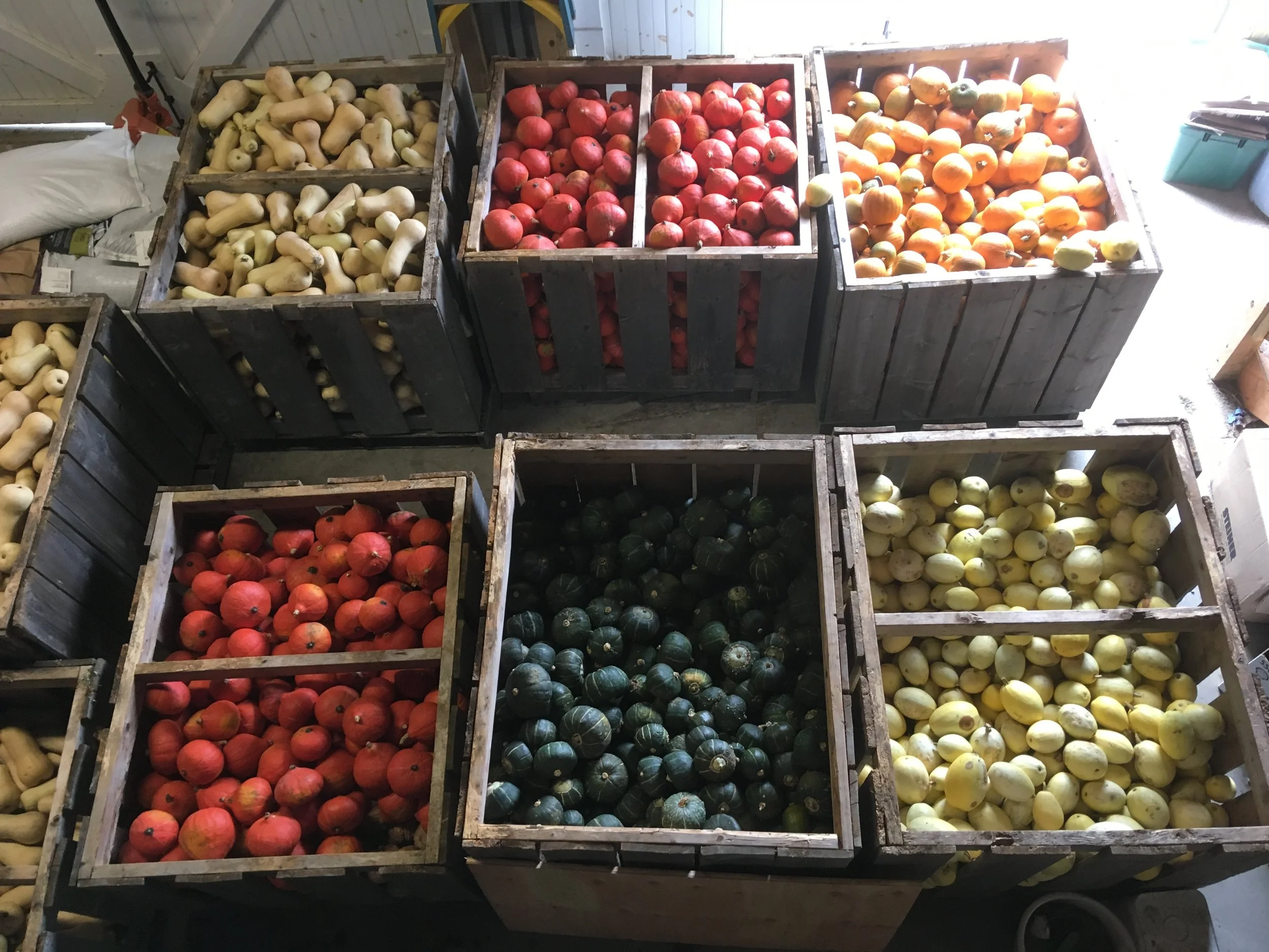 Red Kuri, butternut, buttercup, pumpkins and spaghetti squash stored