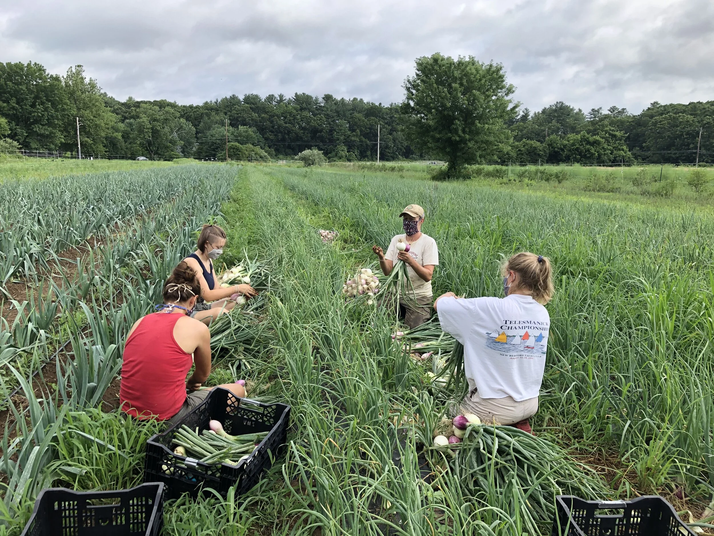 Some of the crew harvesting and bunching onions last week.