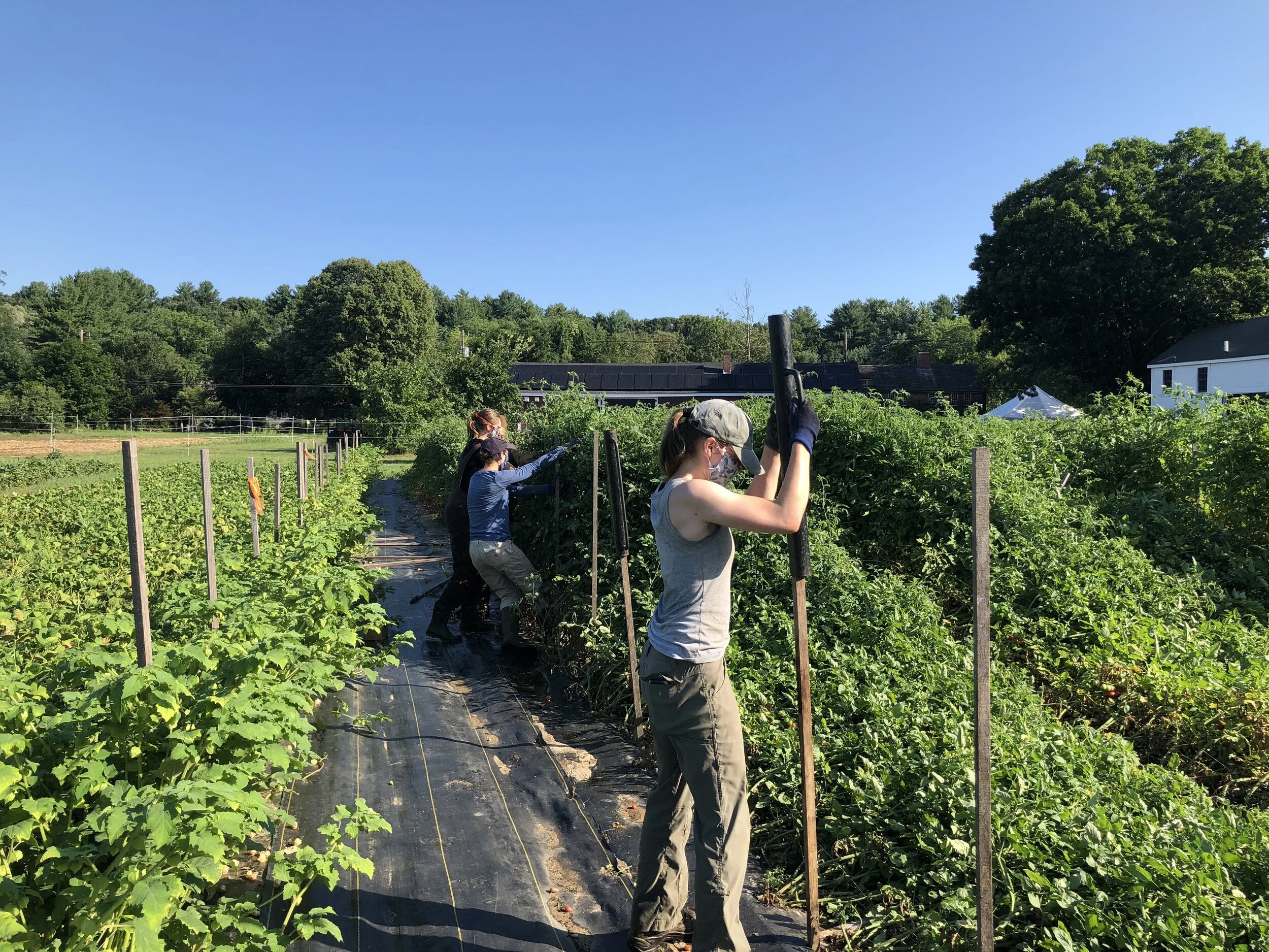 Rachael pounds in new trellising stakes while Rebecca, Jess and Sarah lift the tomato plants and tie them up to the new stakes.
