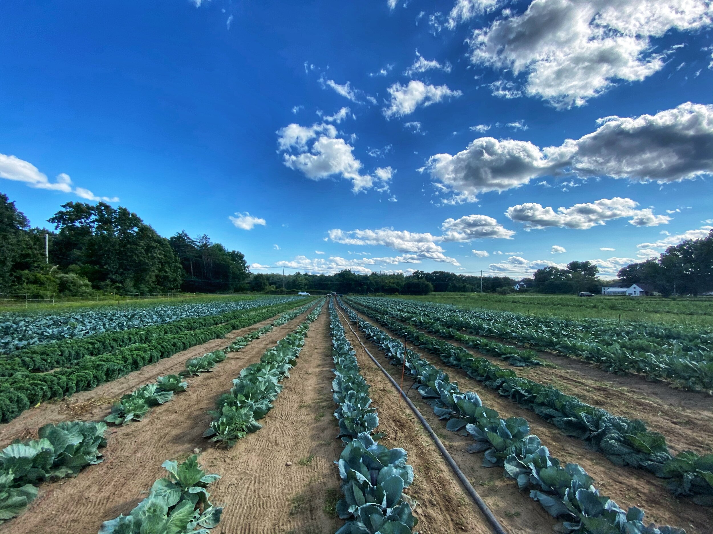 Sarah took this picture after finishing raking in cover crop between rows of fall cabbage.