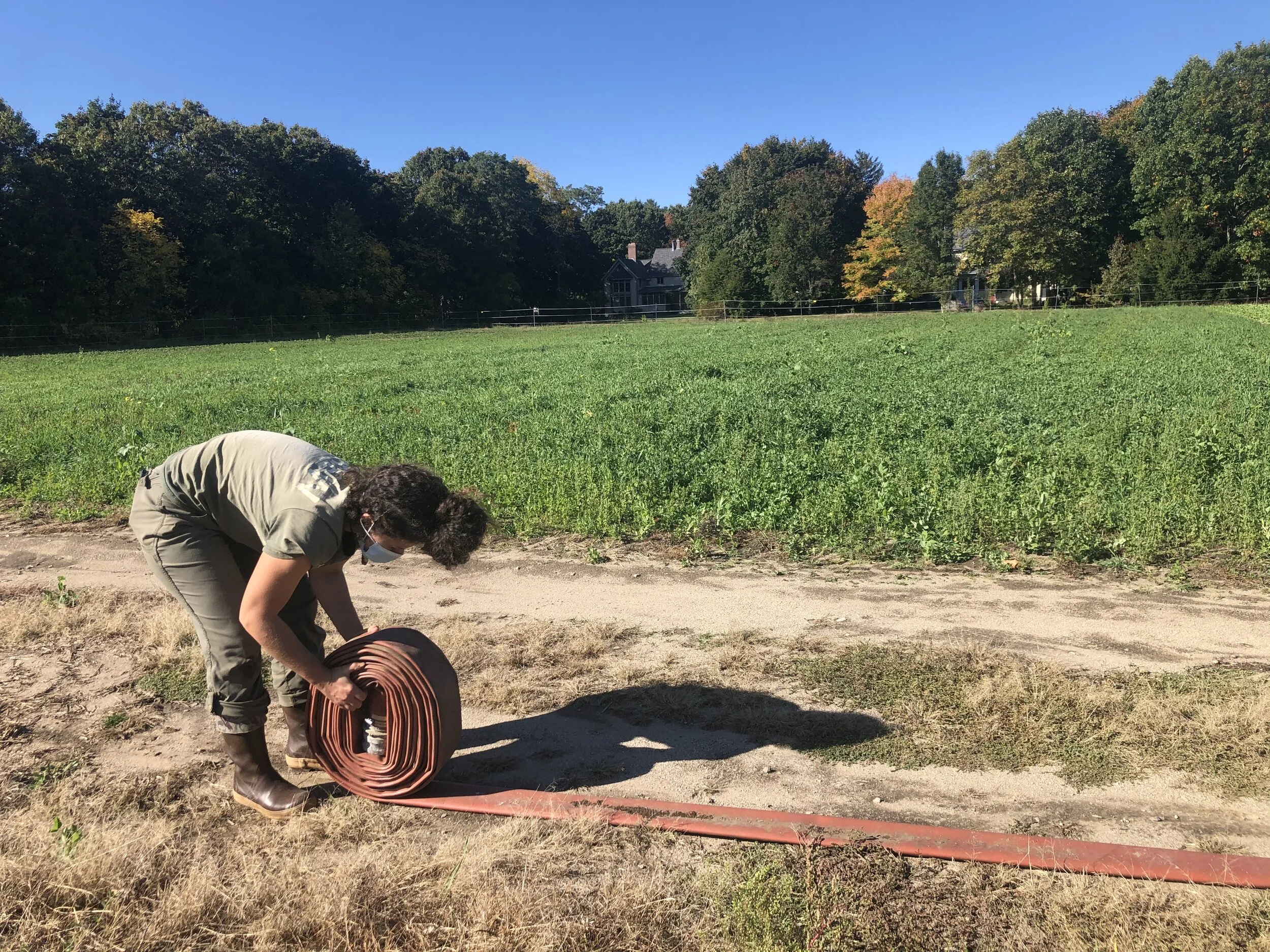 Maria rolls up irrigation line next to a beautiful stand of cover crop.