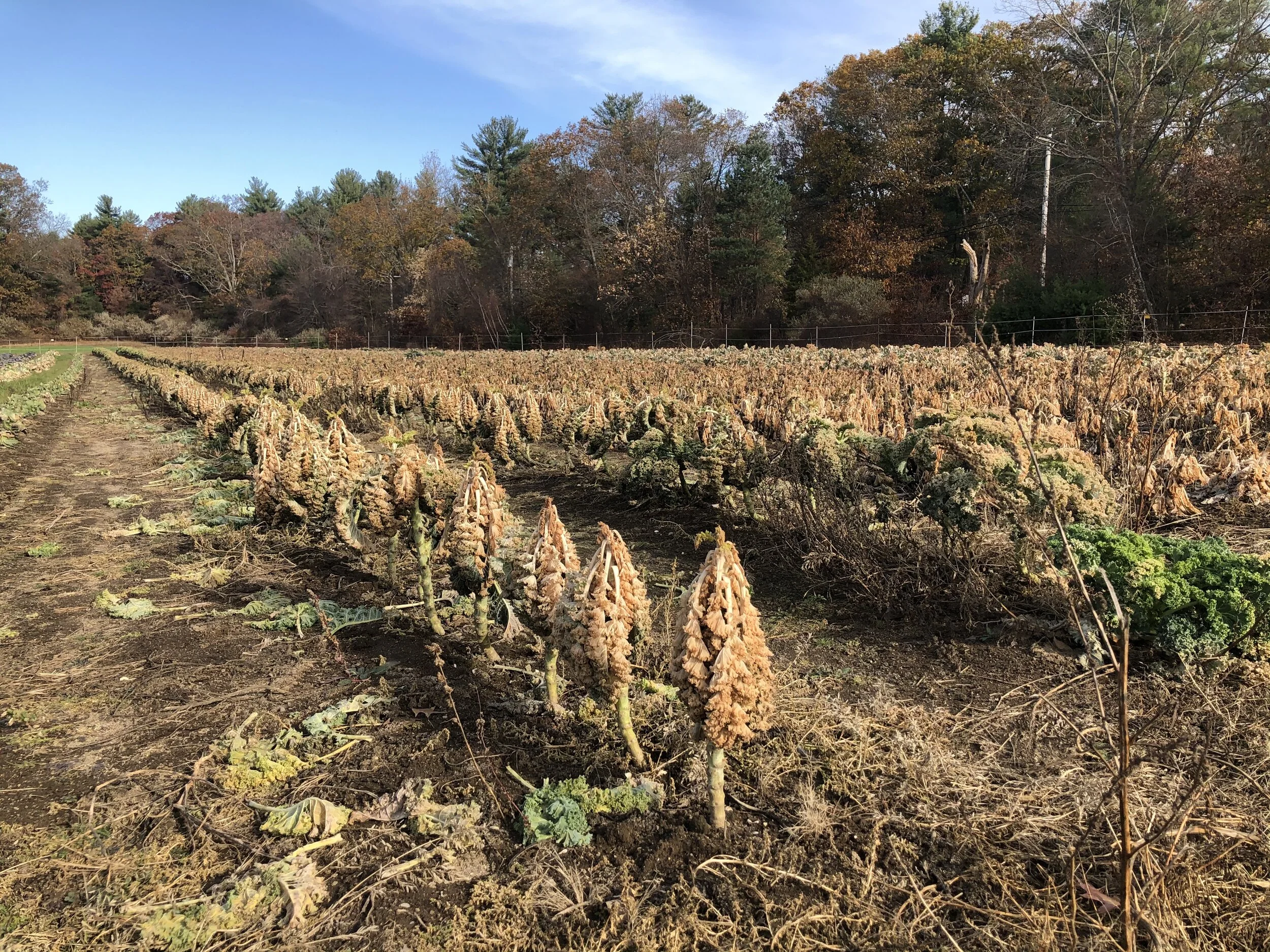 Kale plants killed by the sudden cold temperatures at the end of October.