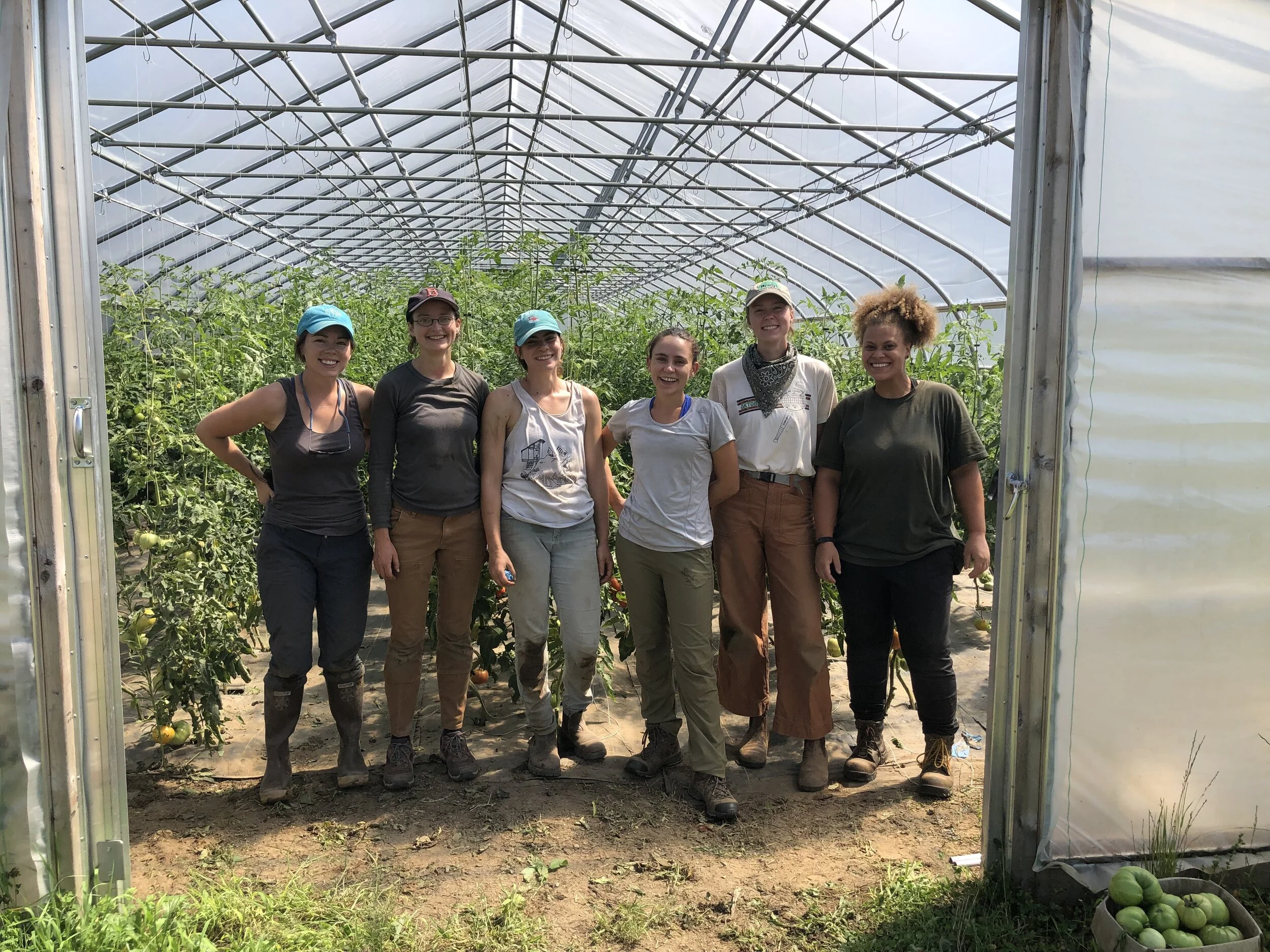 Our incredible crew members were still smiling after tacking the weeds and trellising in the hot tomato high tunnel last week!