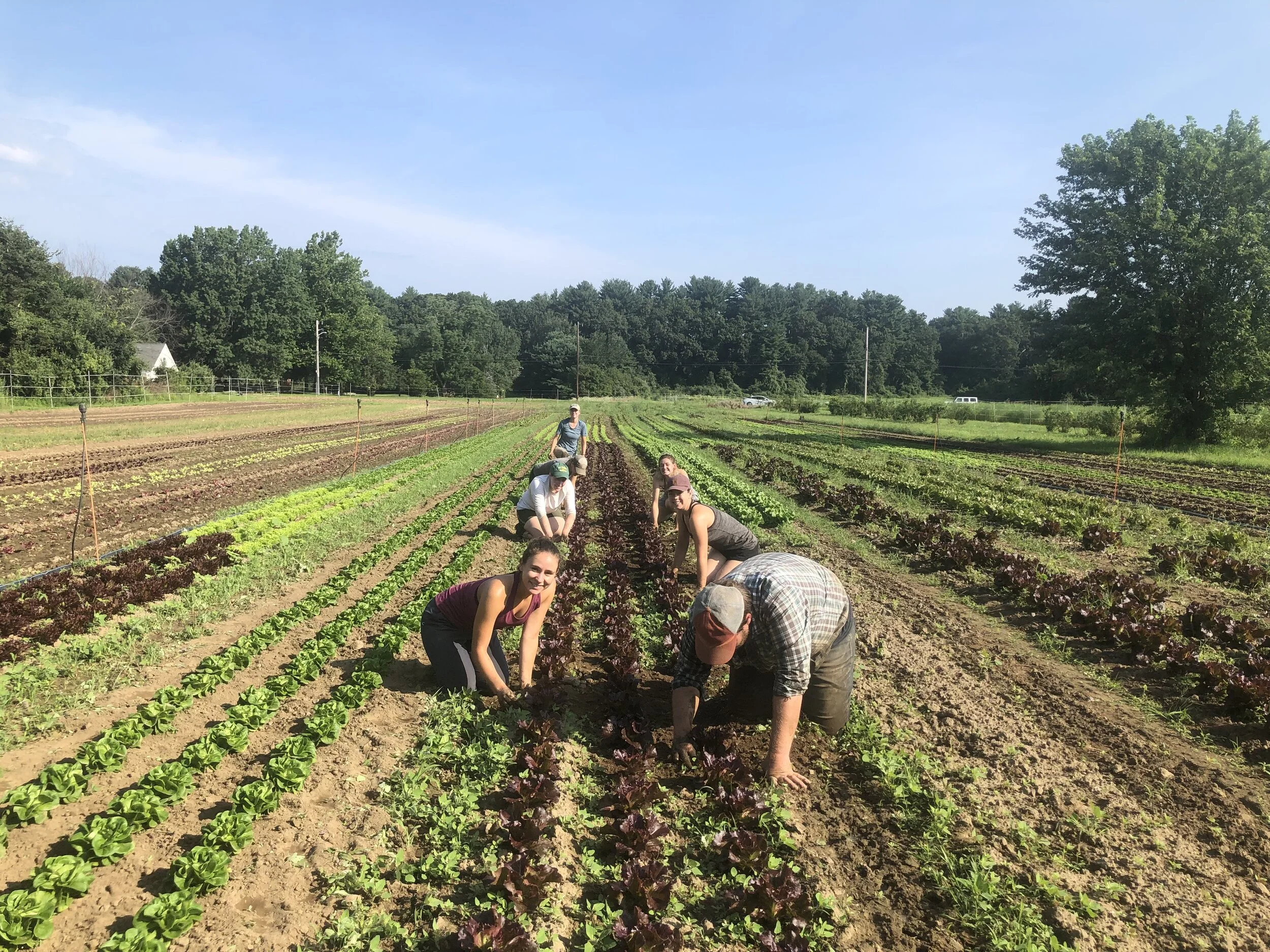 We gather the biggest crew we can find for hand weeding projects in the lettuce! It’s paying off with the return of salanova this week!