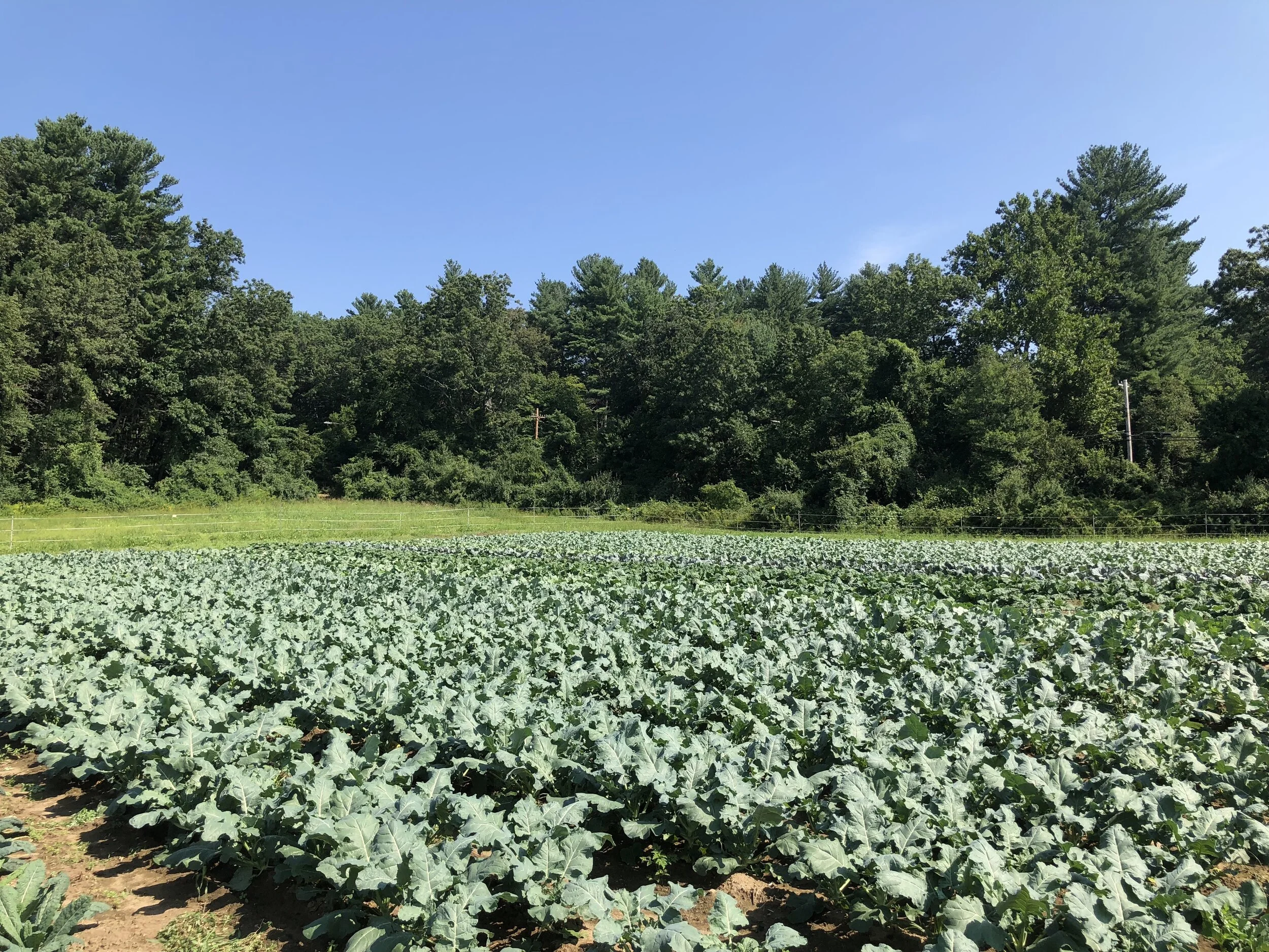 Fall crops like this broccoli went in late due to wet fields but are doing great now!