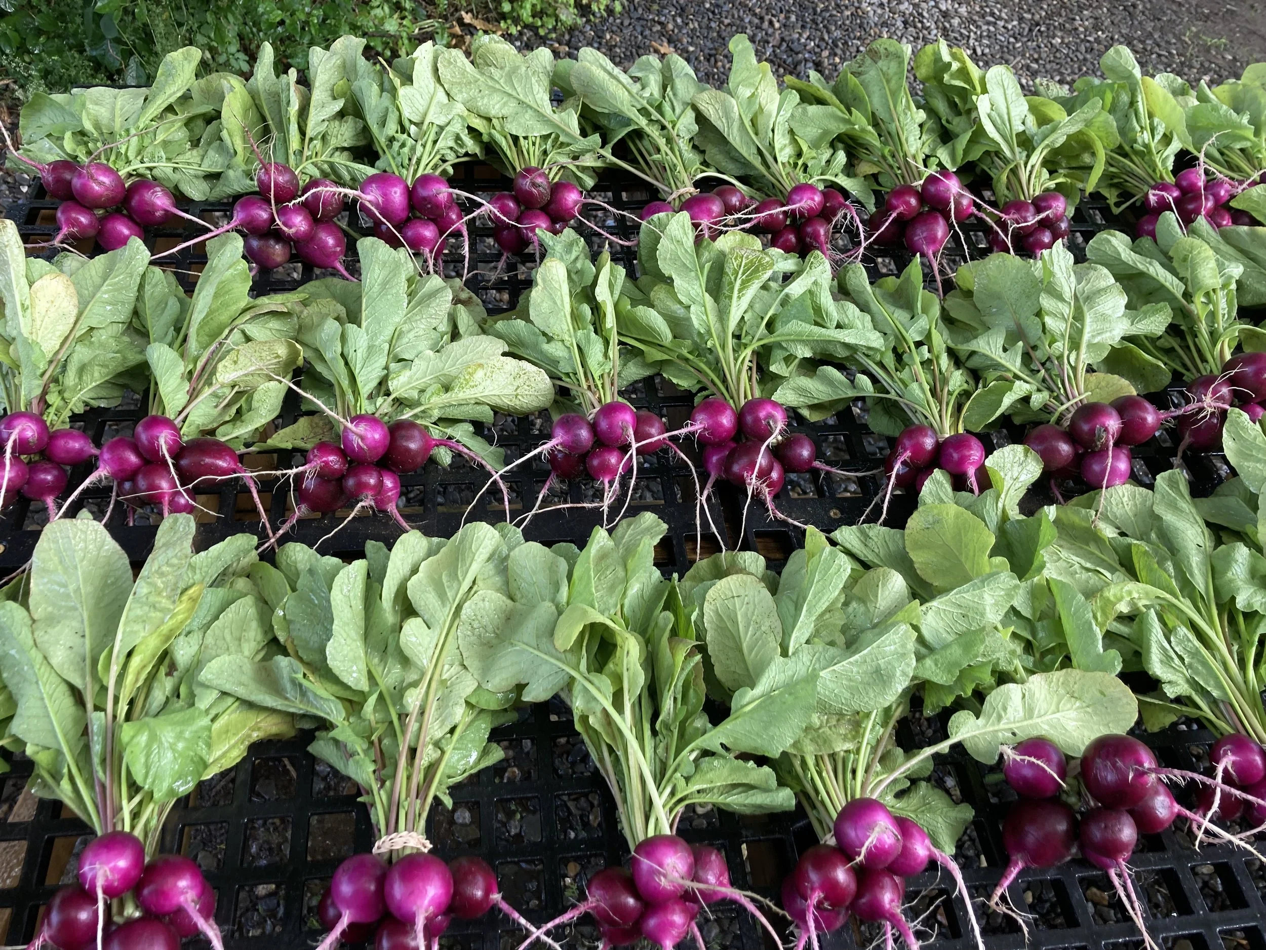 purpleradishes.jpeg
