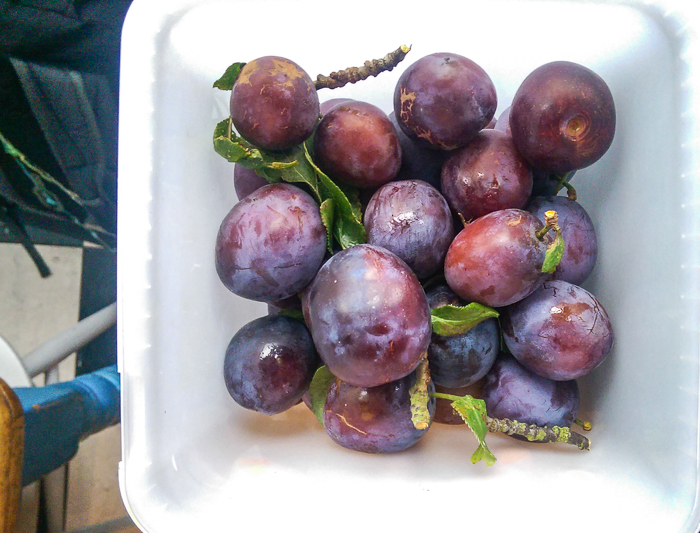  Victoria plums from Rosie's allotment 