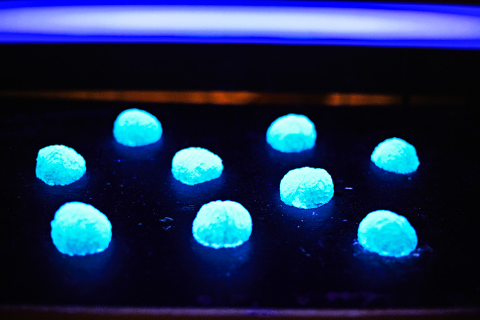  UV brain jellies 