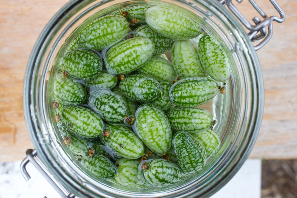  Cucamelons in brine 