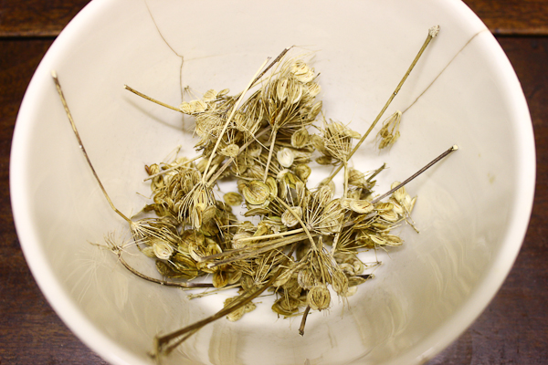  Hogweed seeds 