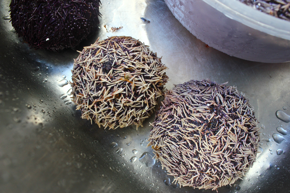  Sea urchins 