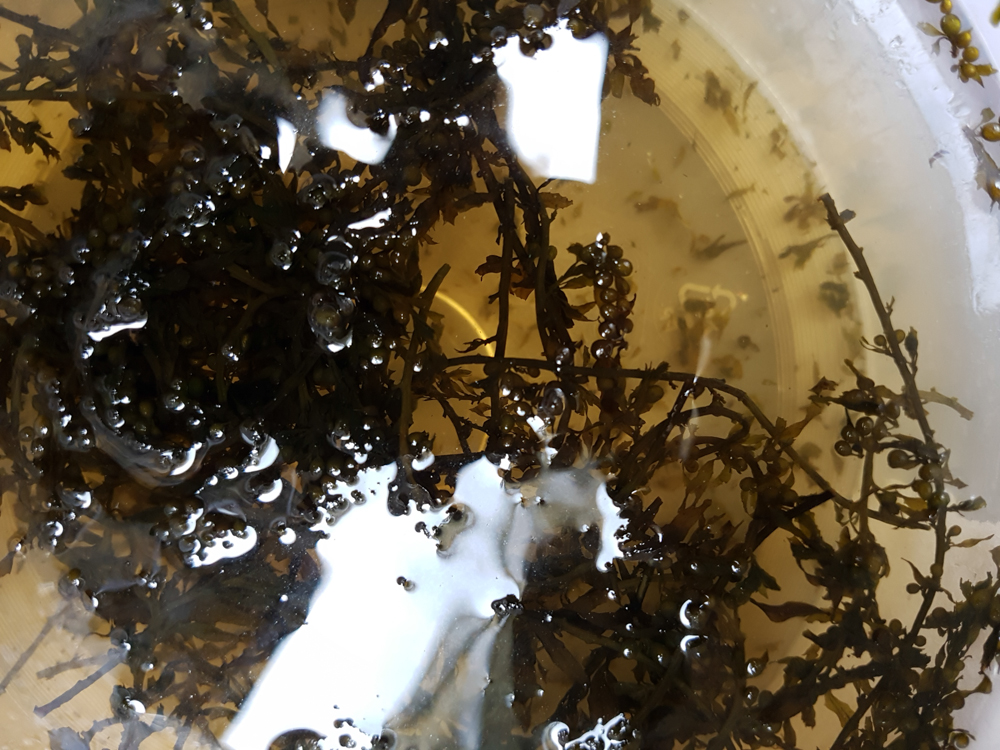  Sargassum seaweed, currently invading the Margate coast and used in our squid brine and in a &nbsp;'mole' with grilled mackerel 