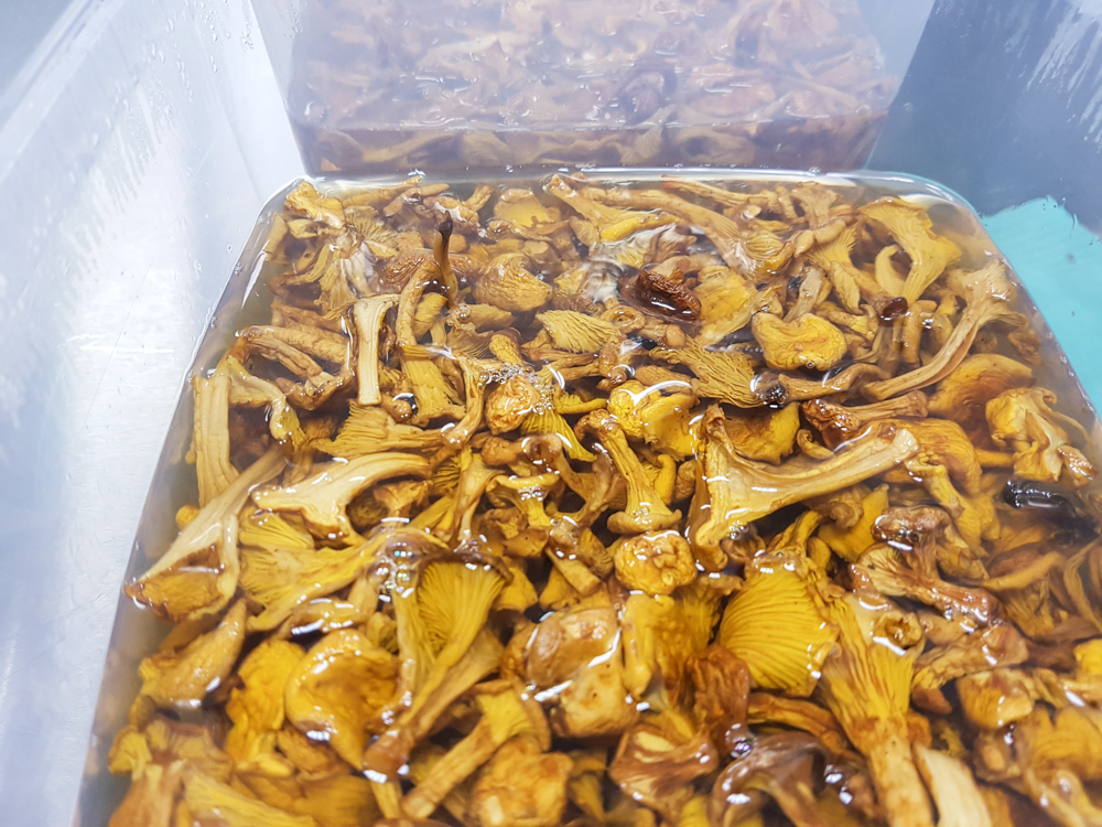  Wild girolles rehydrating 