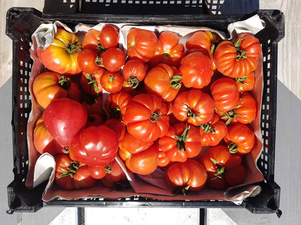  Charlie's allotment tomatoes 