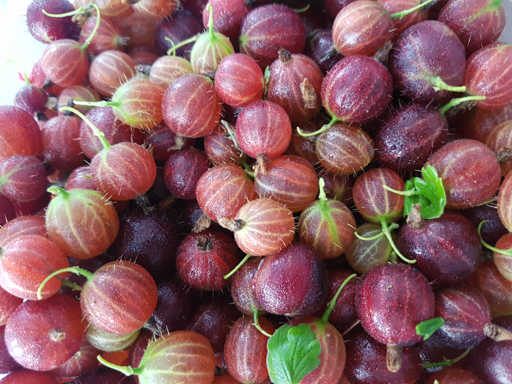  Gooseberries 