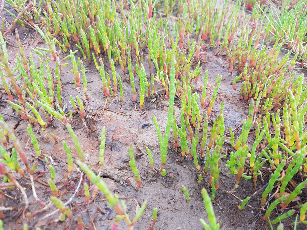  Marsh Samphire 