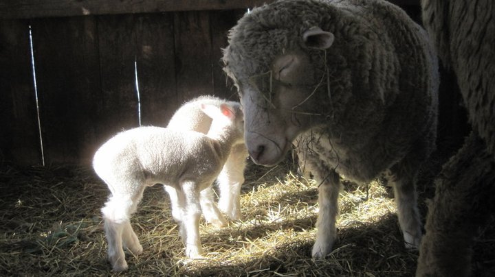 Twin lambs with their mother