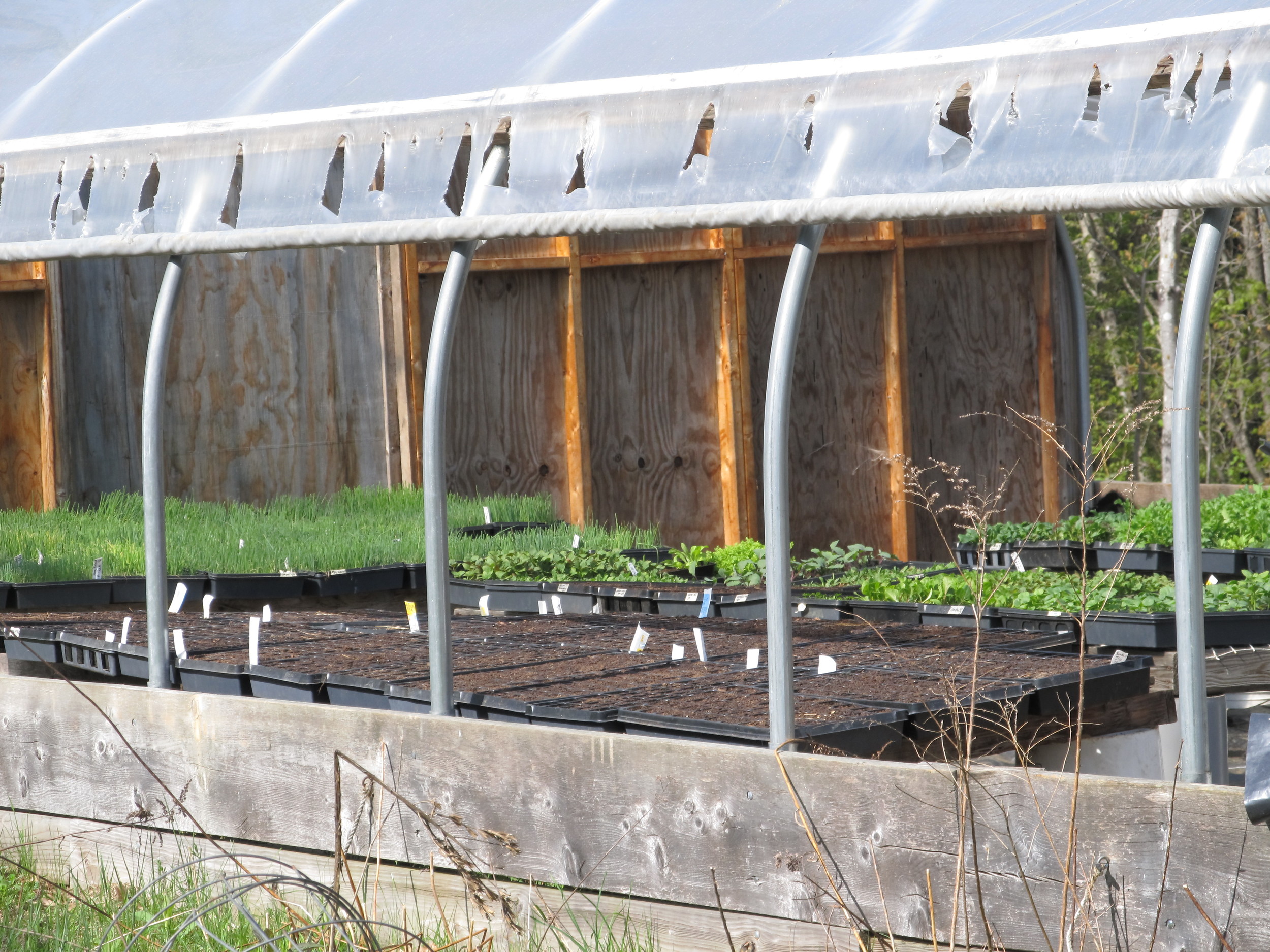 Seedling greenhouse