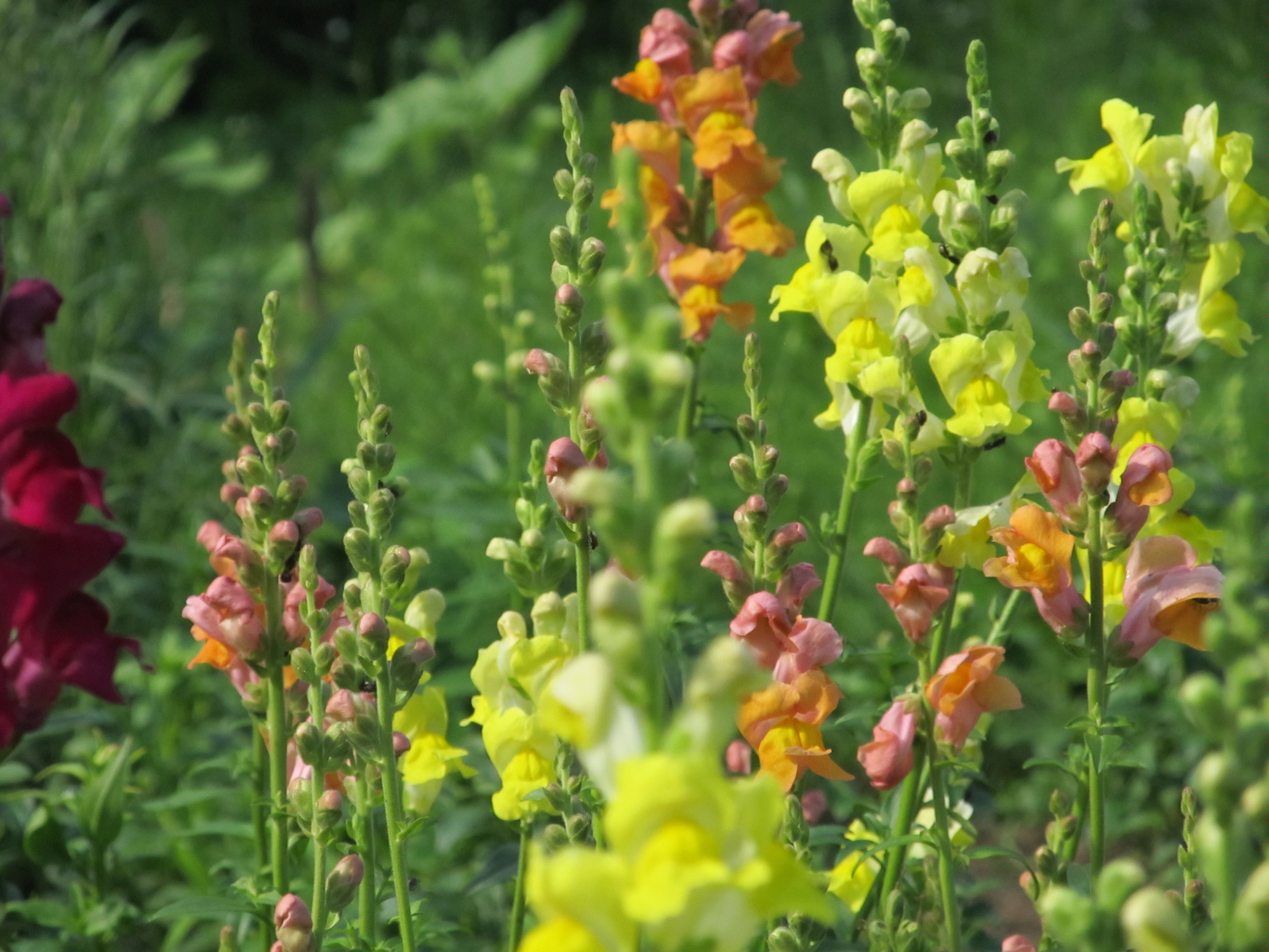 Snapdragons