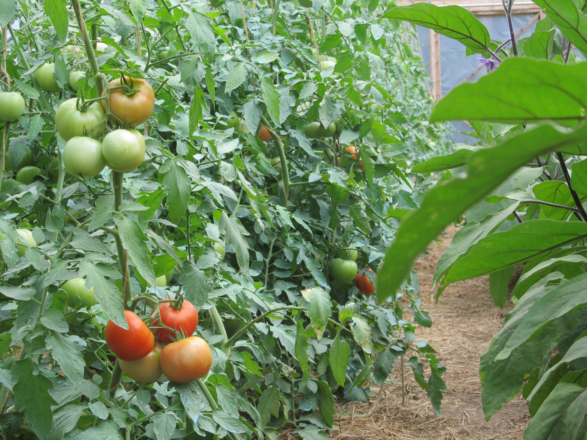 Tomato greenhouse