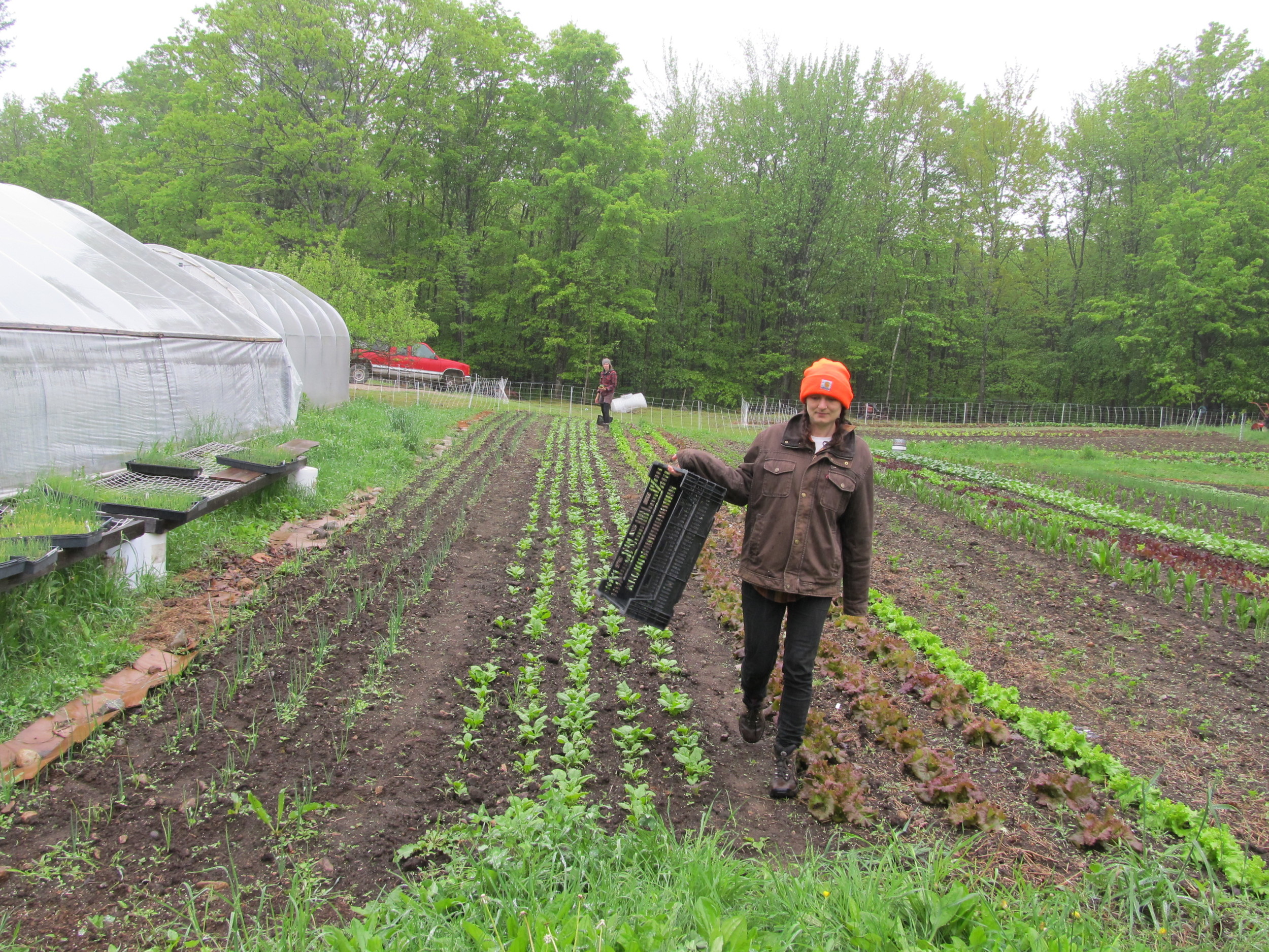 Abigail harvesting lettuce