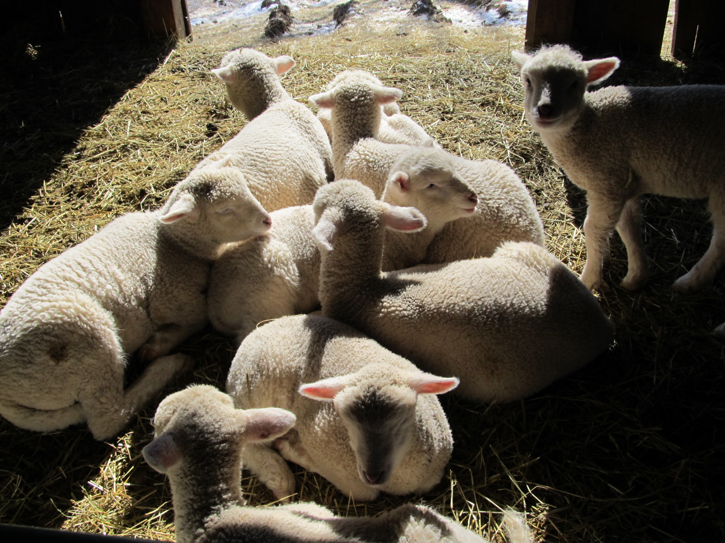 Lambs in the sun