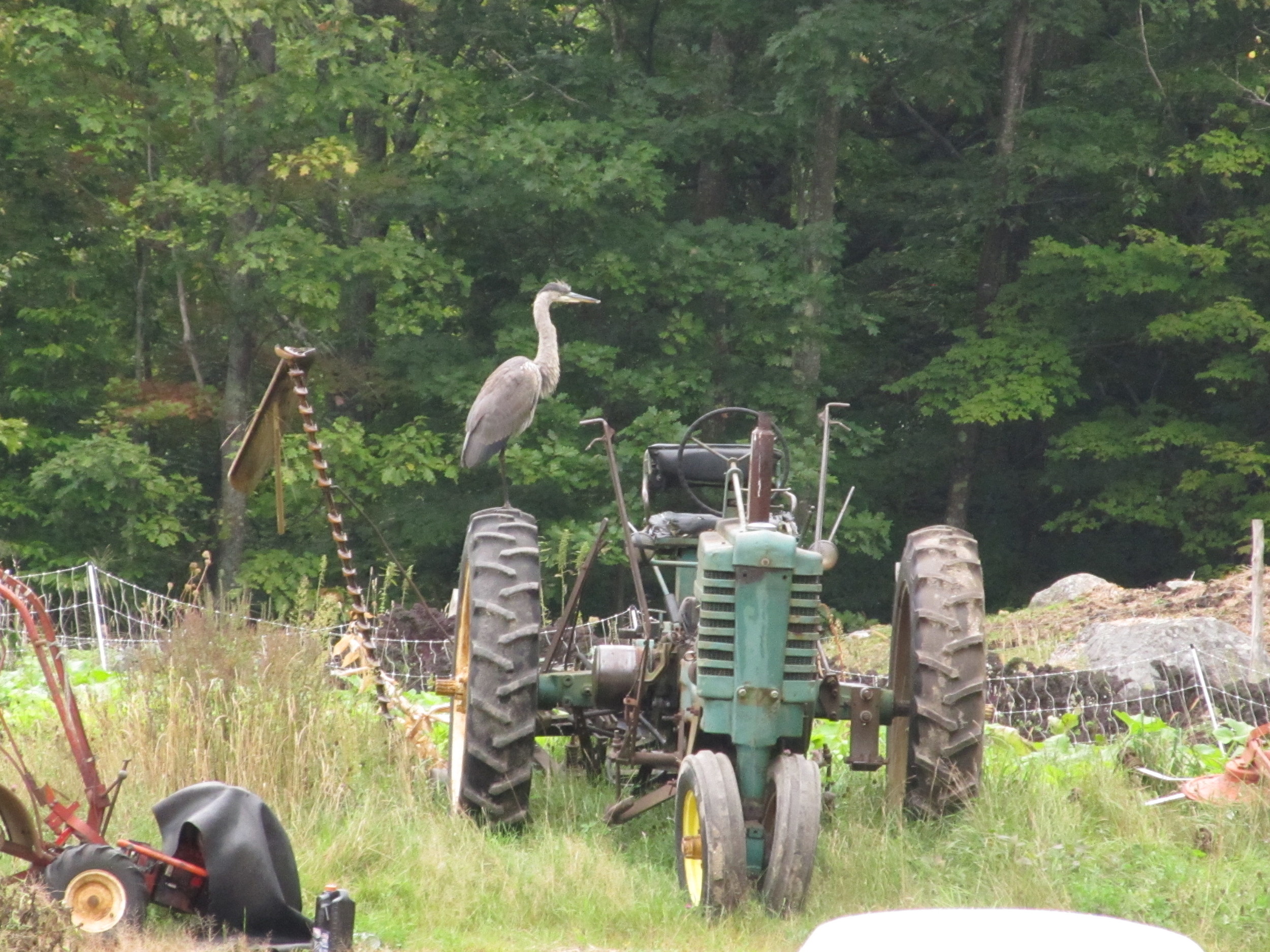 Great Blue Heron on tractor