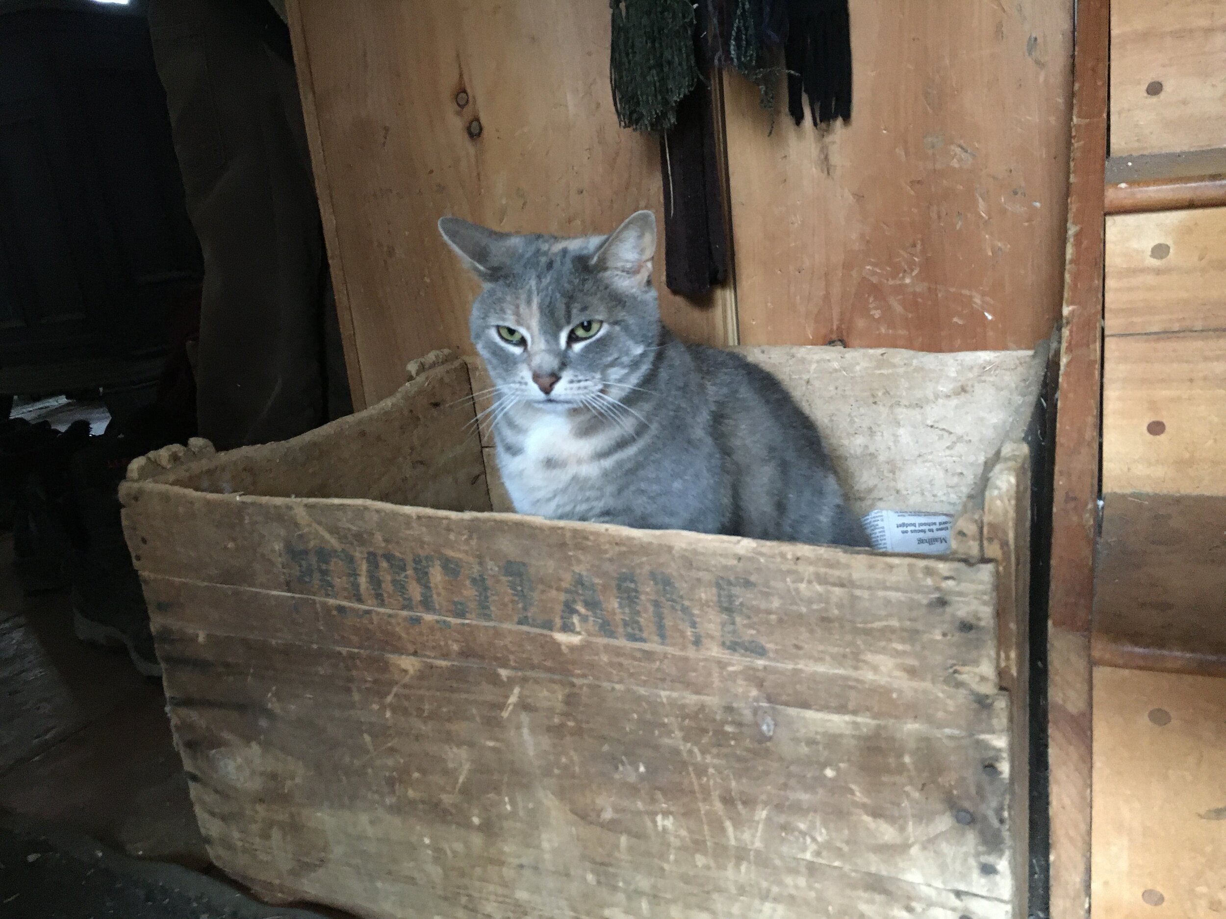 Olivia in her second favorite box