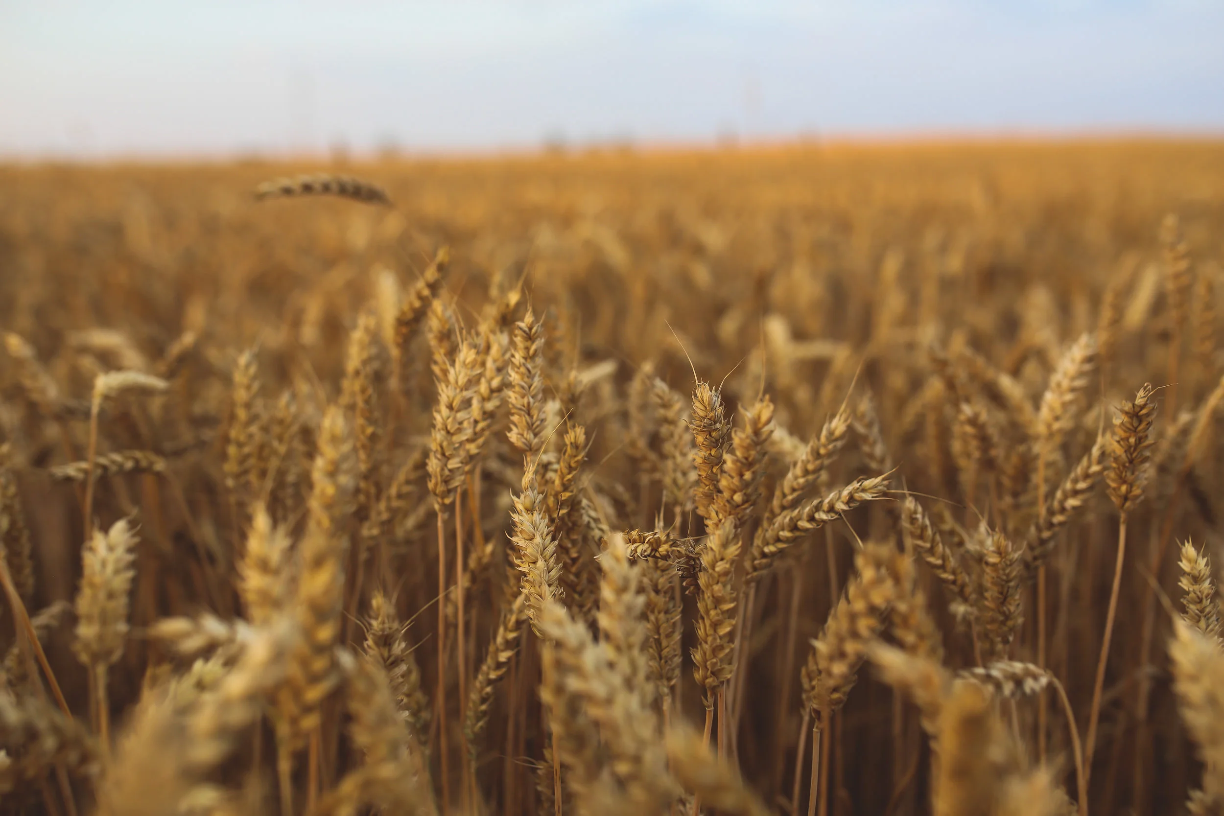 field-summer-countryside-autumn.jpg