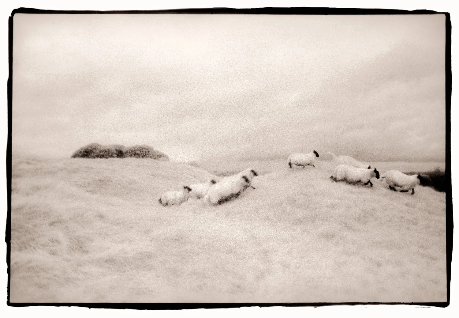 Ireland_SheepTara.jpg