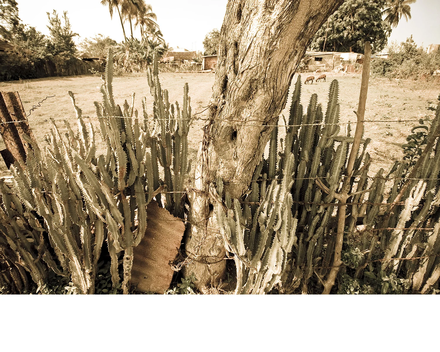 Cuba_cactus.jpg