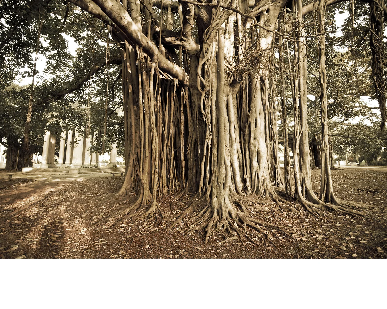 Cuba_tree.jpg
