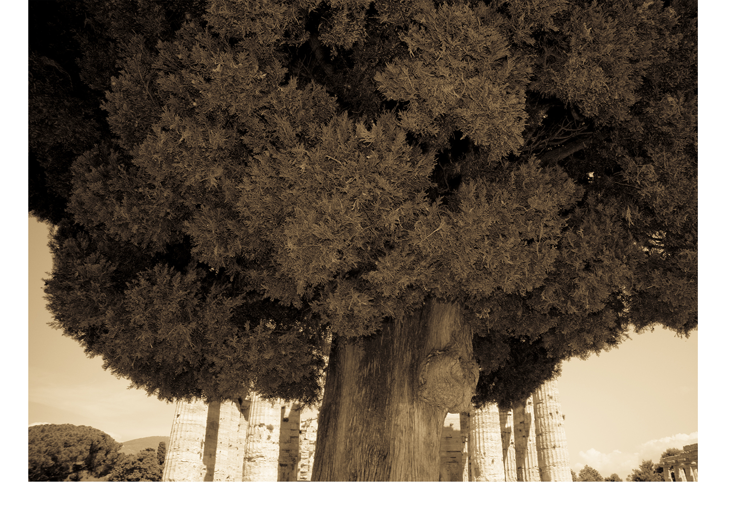 Tree_Italy.jpg