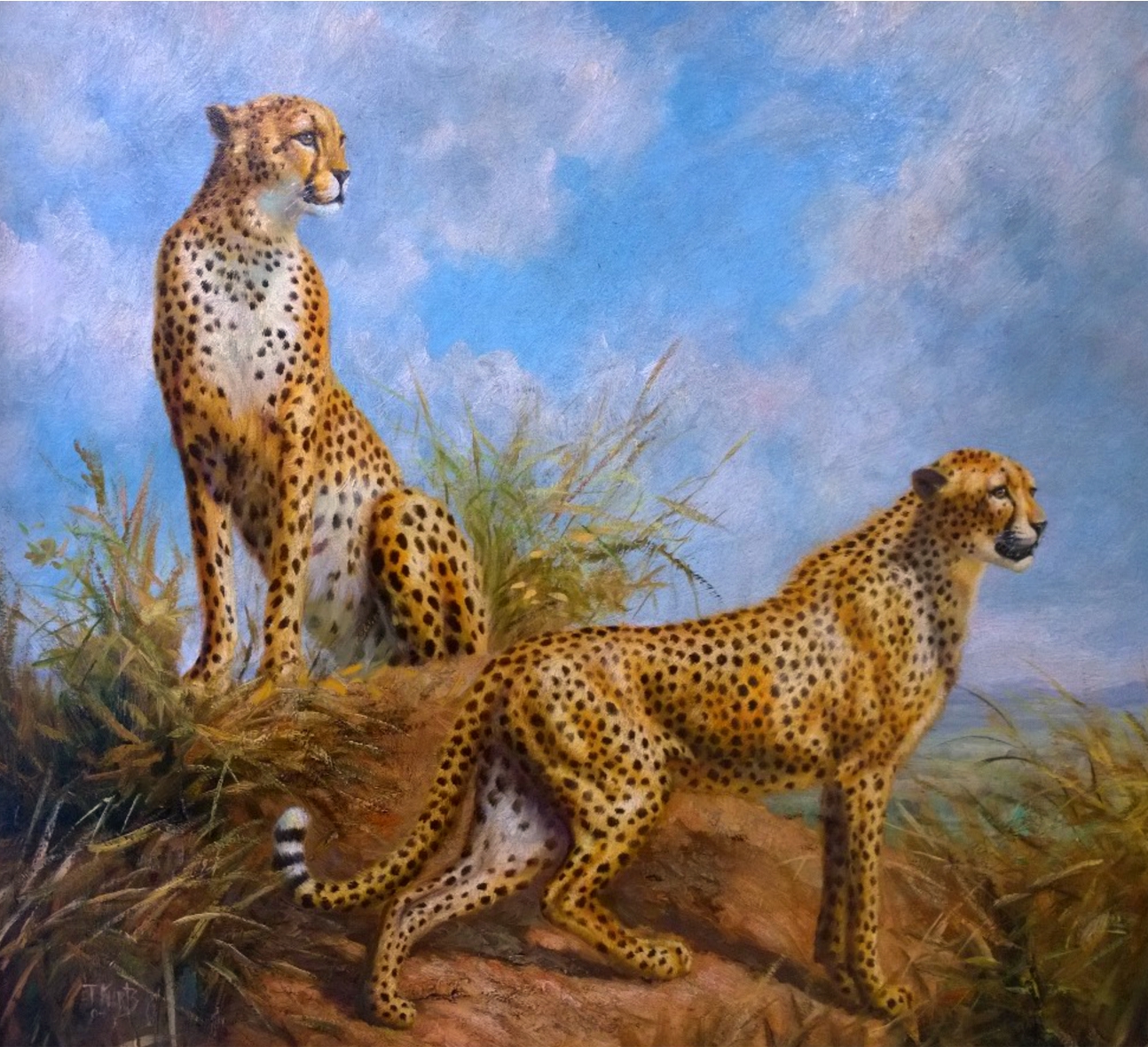 cheetahs.jpg