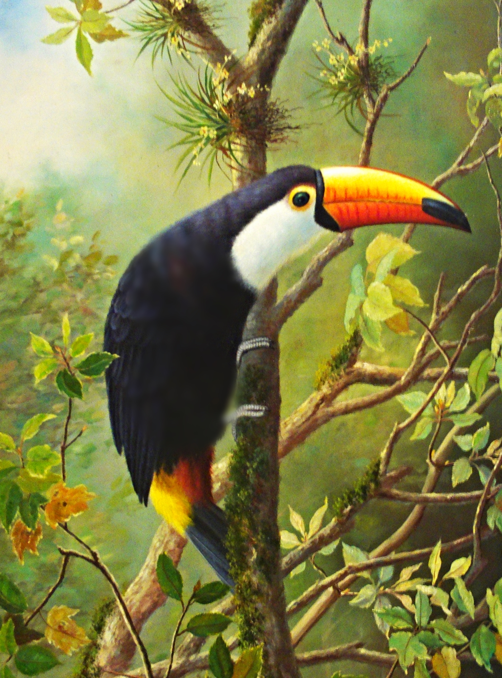 Toucan_SA.jpg