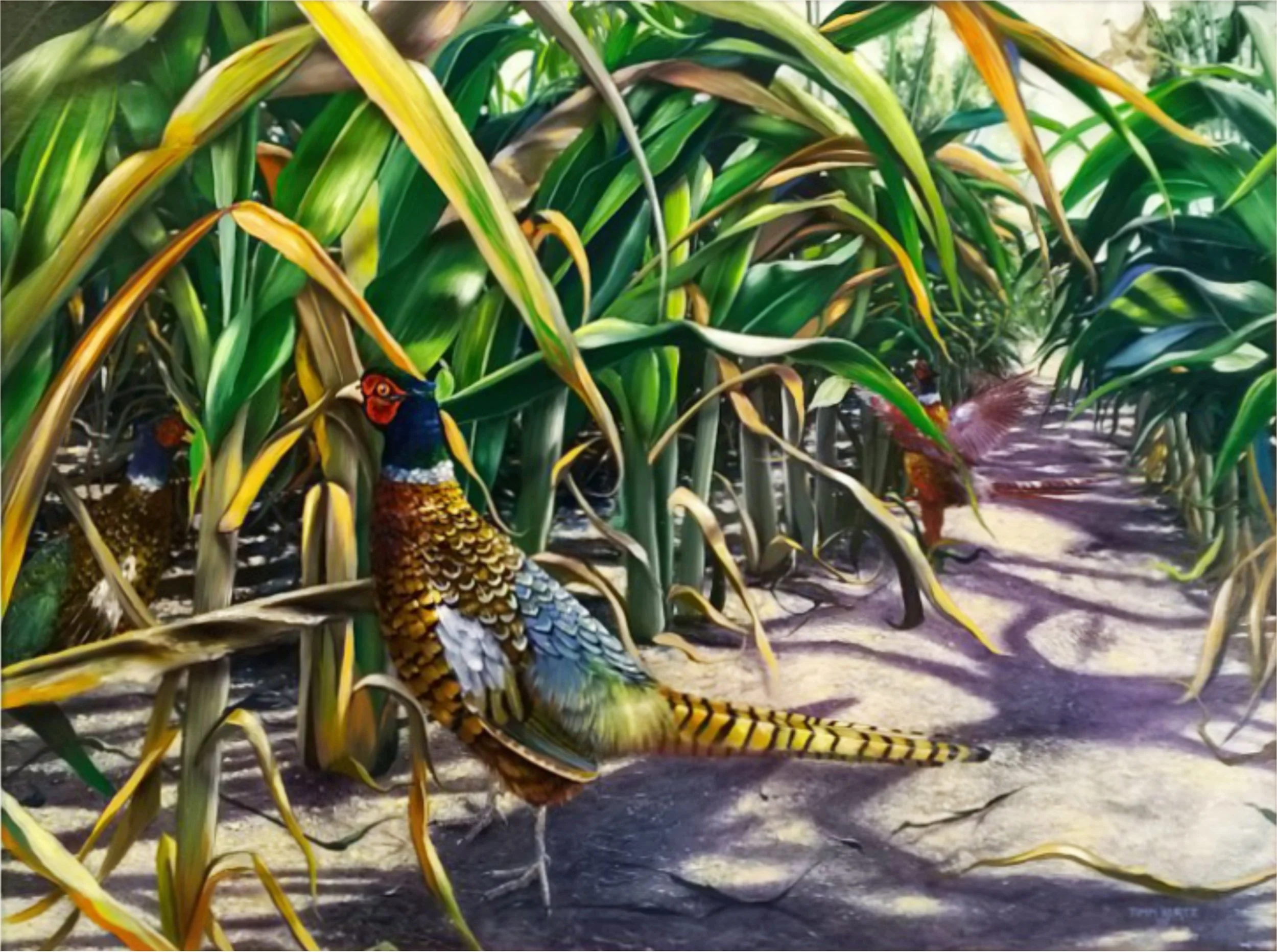 pheasants_NC_2026_tpk.jpg