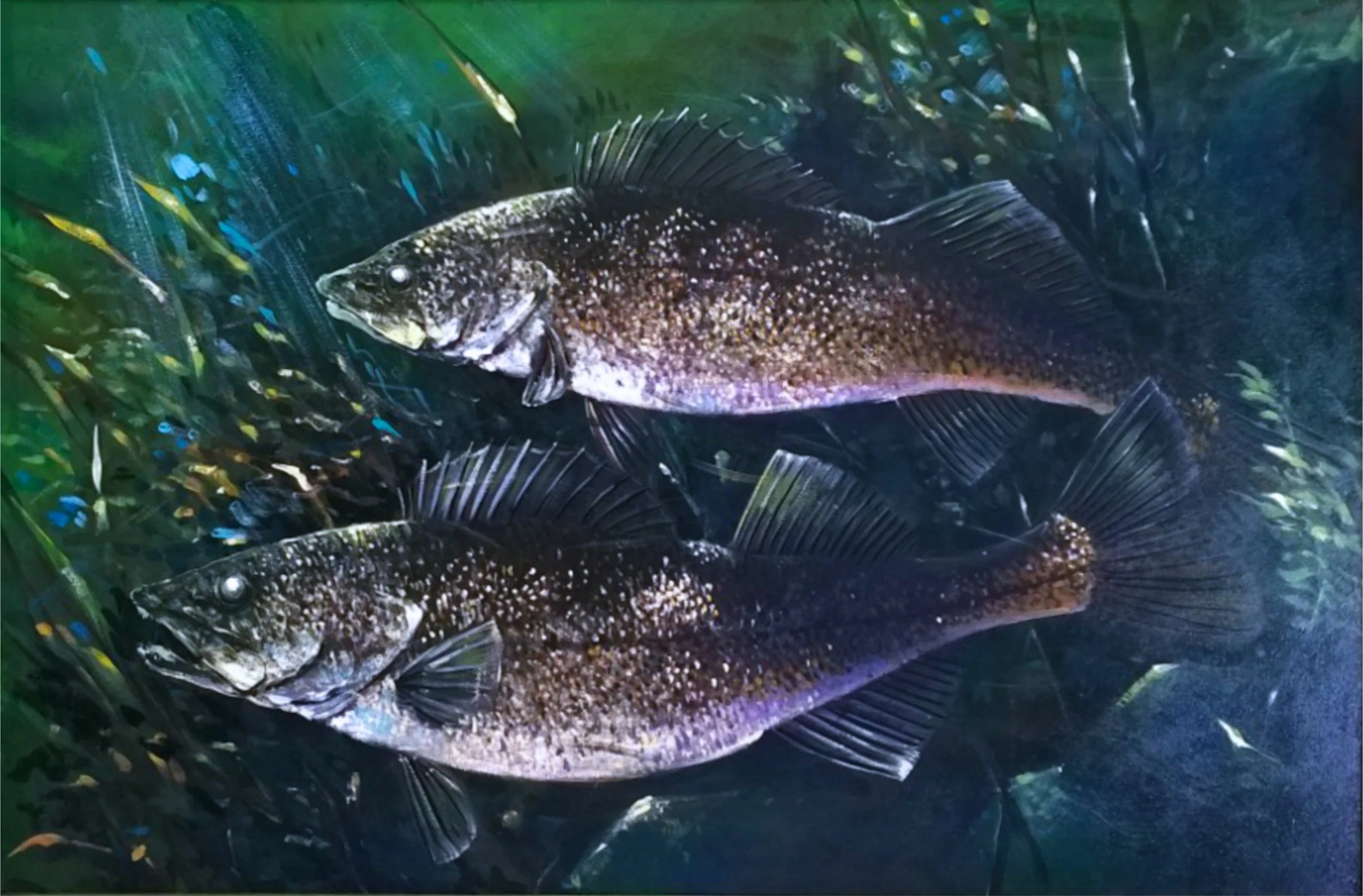 walleye_NC-2026_tpk.jpg