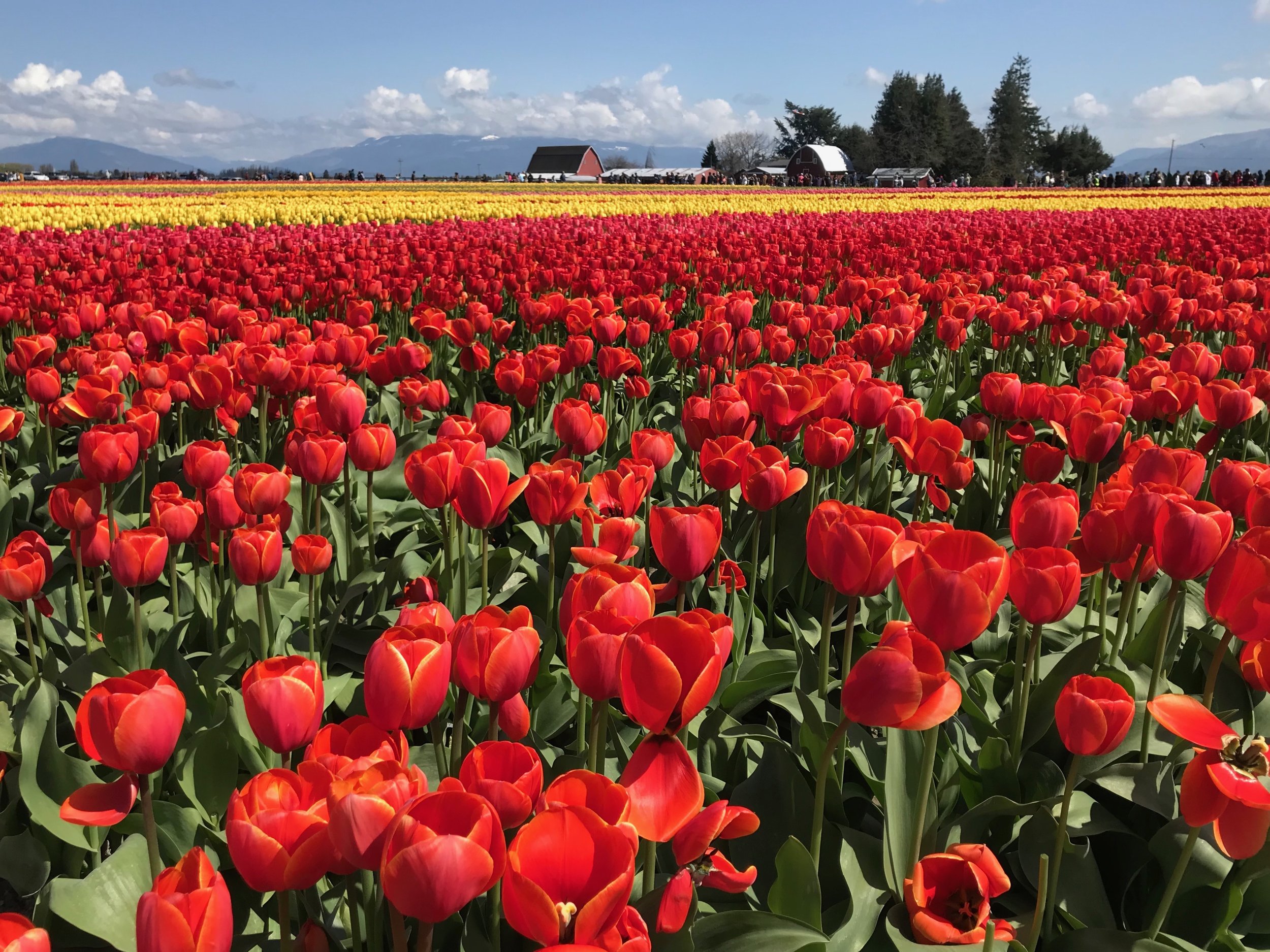 Anna Osgoodby Life + Biz :: 5 Tips for Planning your trip to the Skagit Valley Tulip Festival.png