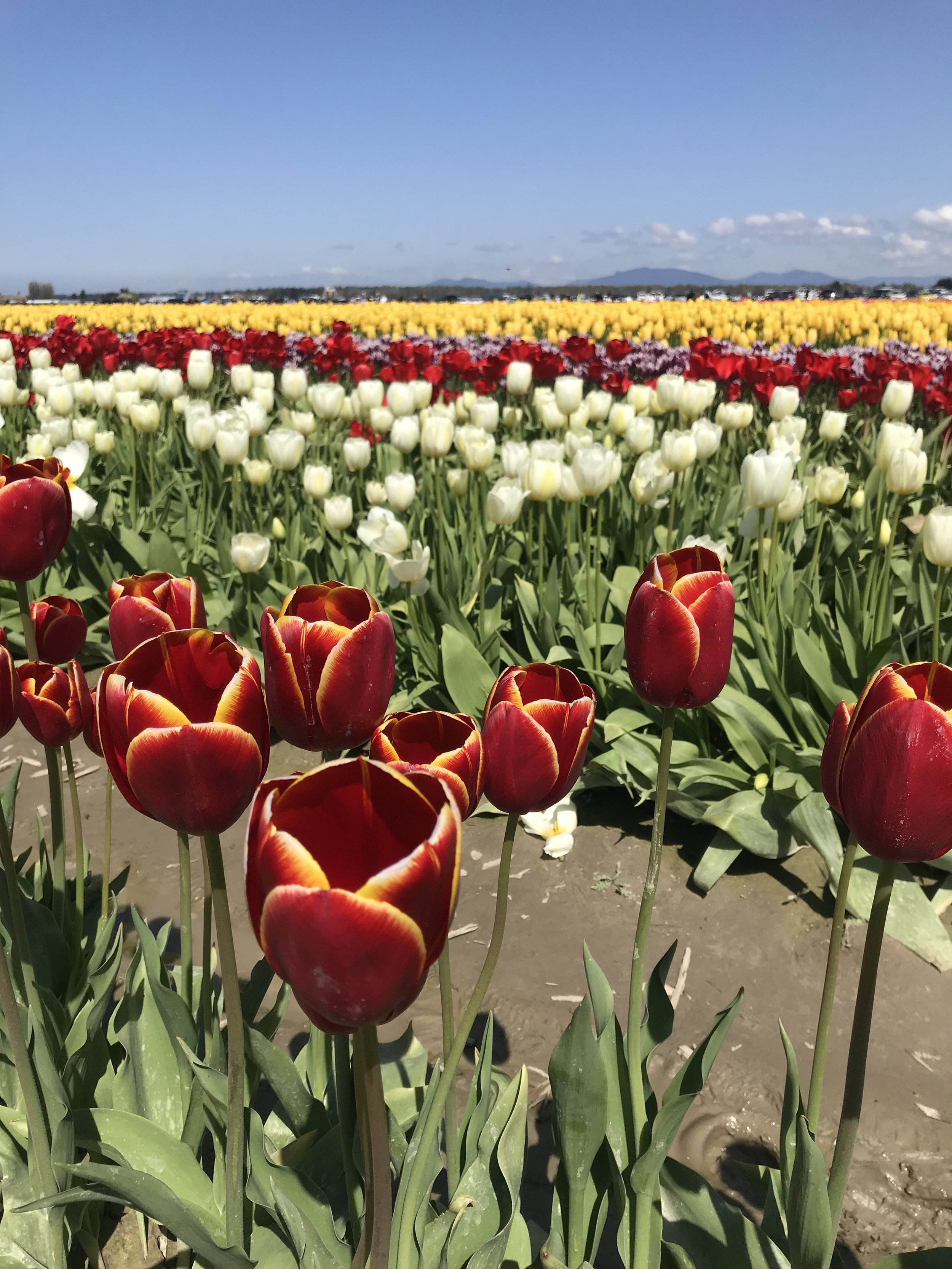 Anna Osgoodby Life + Biz :: 5 Tips for Planning your trip to the Skagit Valley Tulip Festival.png