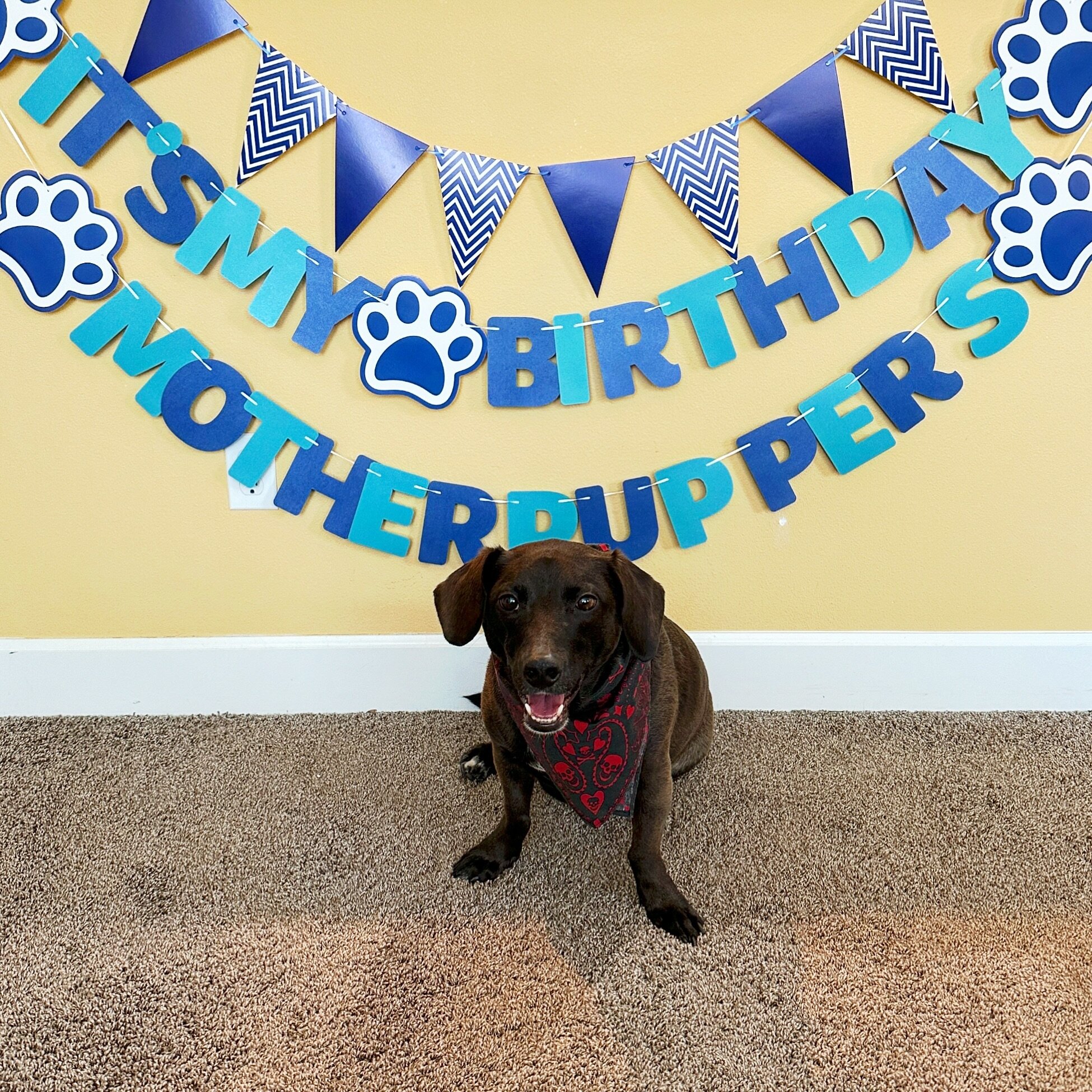 Happy 4th puppy birthday to baby Benj!!! 🎂🥳🎉 we made sure he was spoiled with doggy ice cream, pressies, a walk and more treats! Oh and an upcoming trip to the beach to celebrate 😜