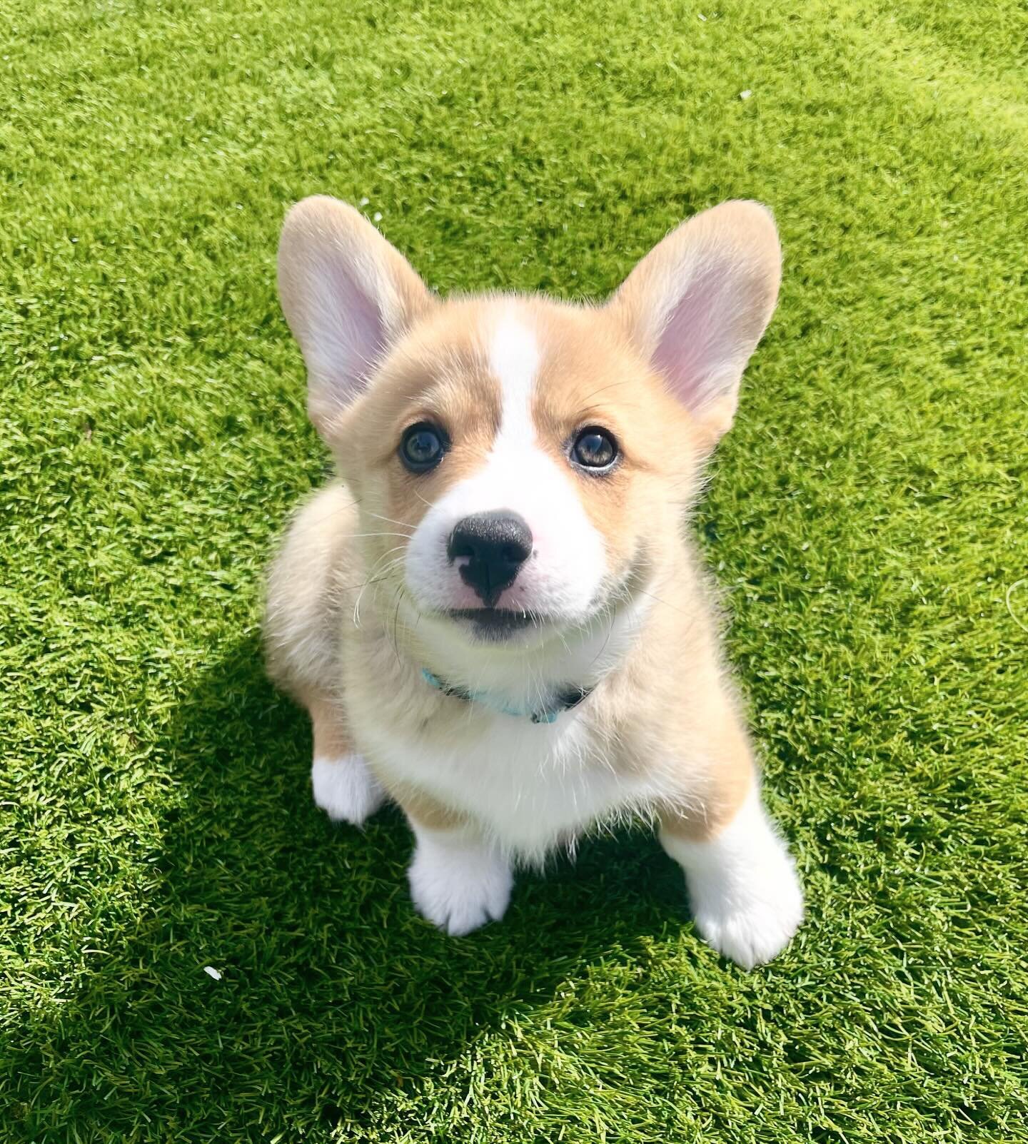 Welcome to the pack Cooper the Corgi!!! So much fun meeting my mom&rsquo;s new puppy! Such a little sweetie pie! 🥰🐶