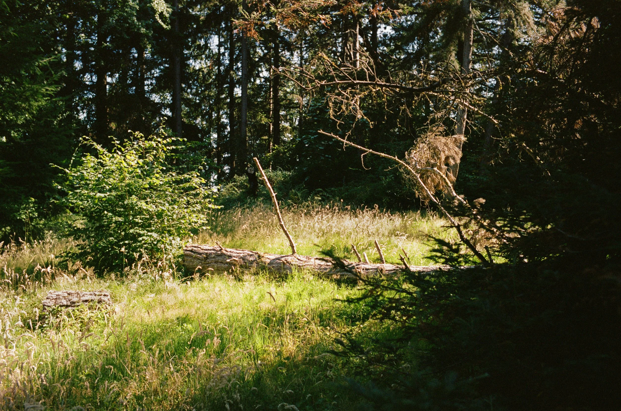 kodak_professional_portra_400_09_23_2024_000133610003.JPG