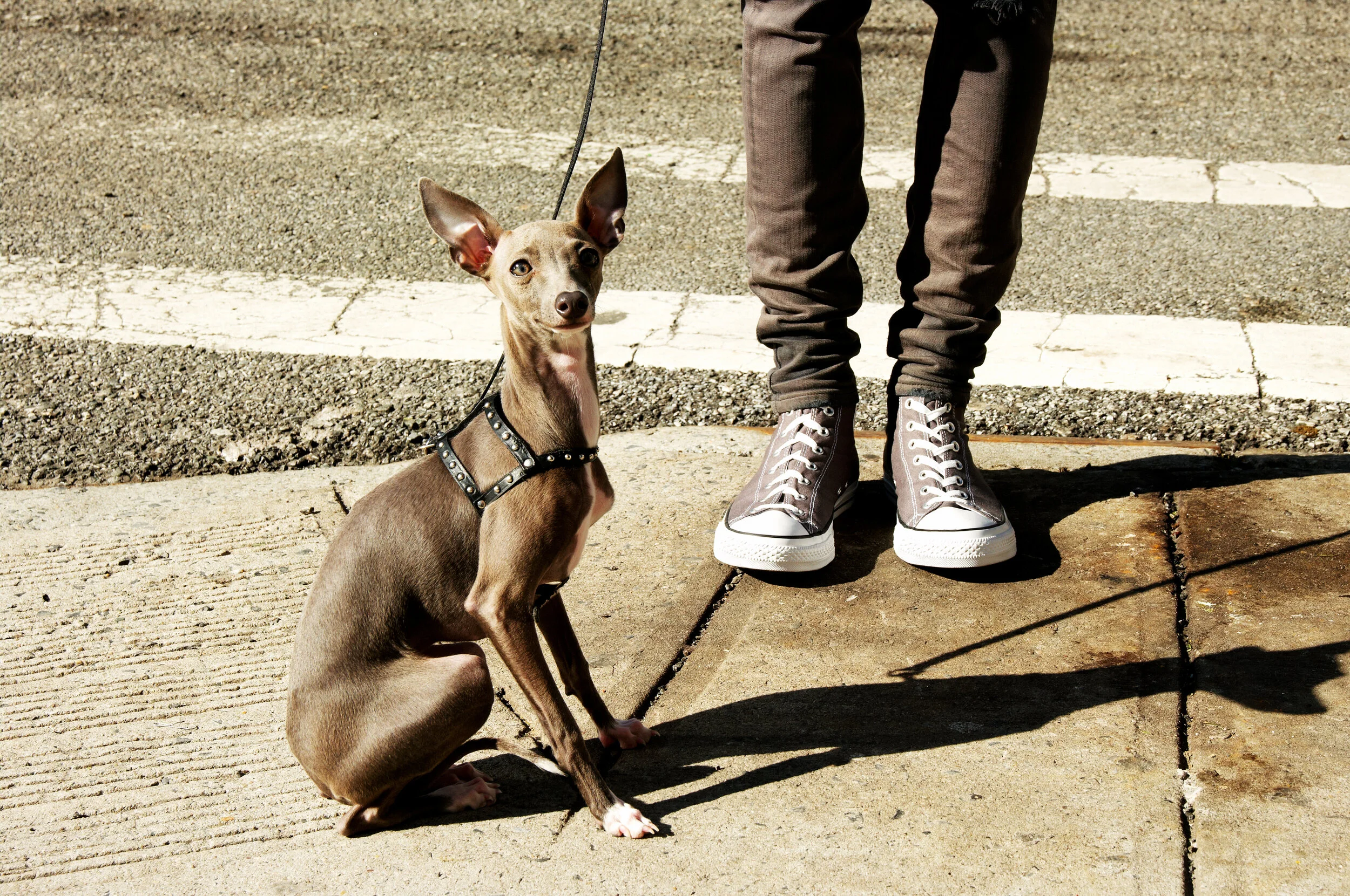 Andrew_Tingle_Converse_and_dog_Cilantro.jpg