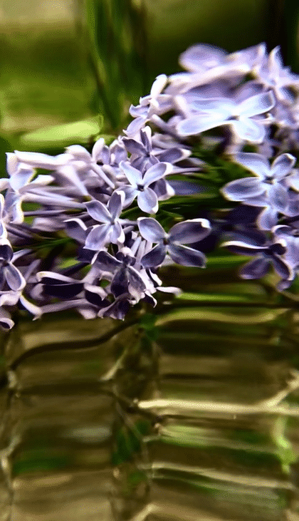 Lilac_Spin_01.gif