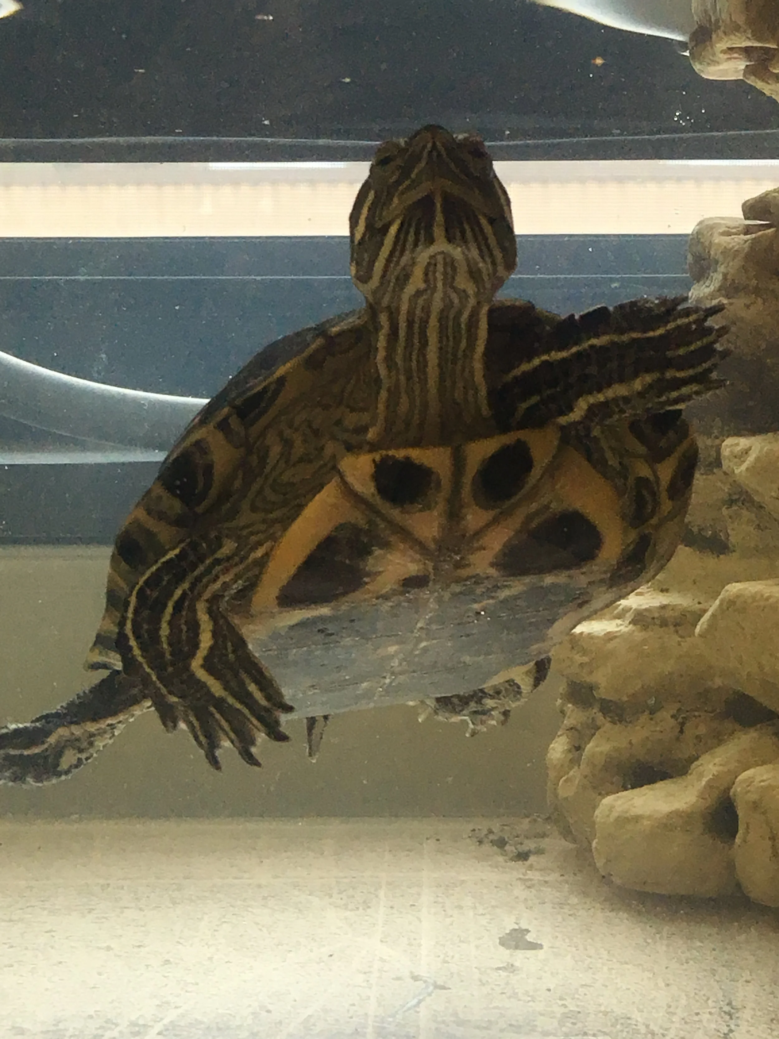 Science Turtles received a new habitat, funded by the Foundation.