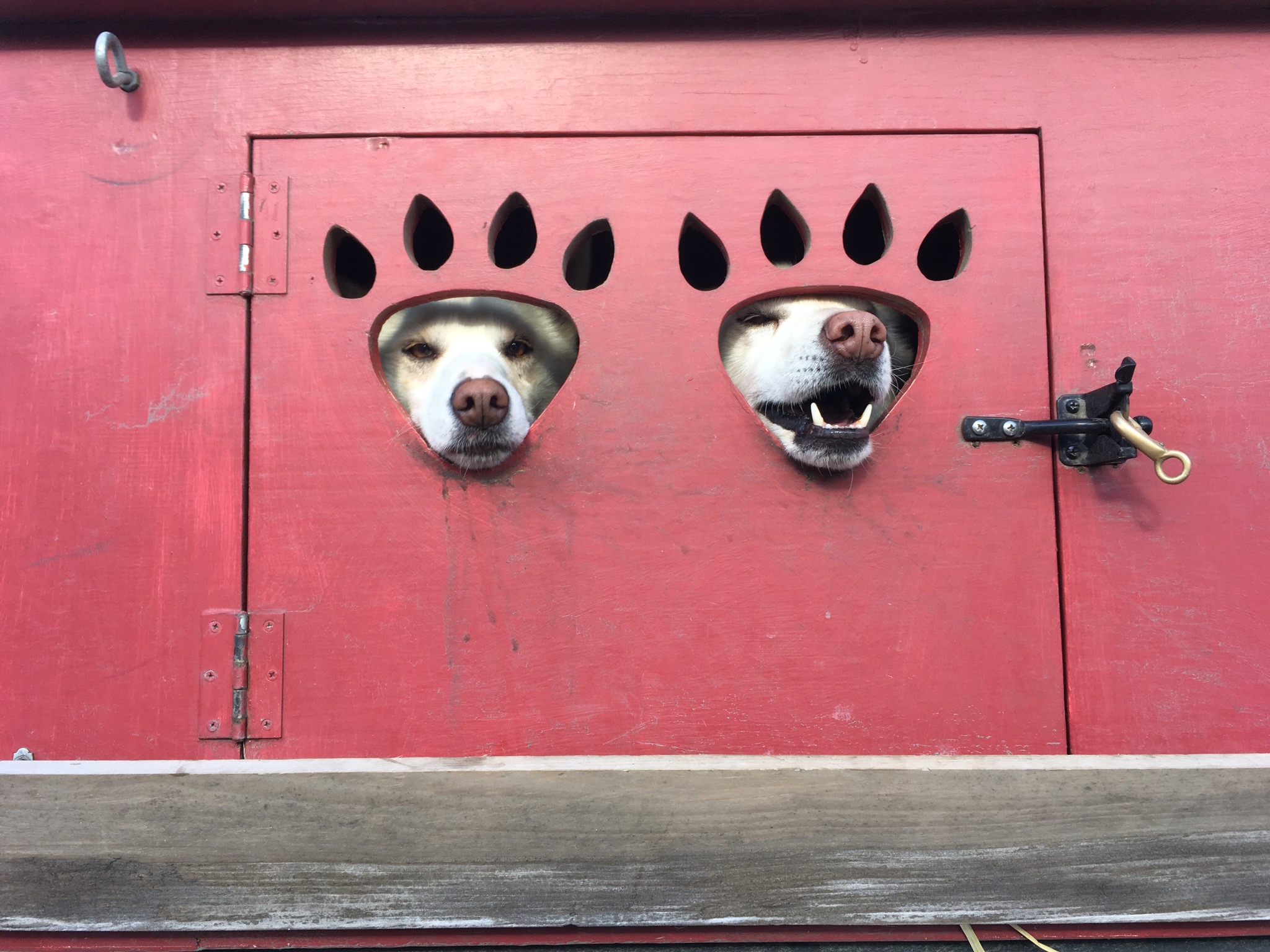 Sled Dogs Visit Littleville
