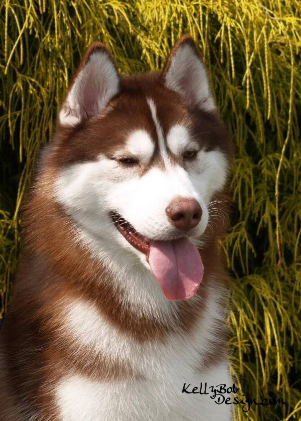 chash.jpg