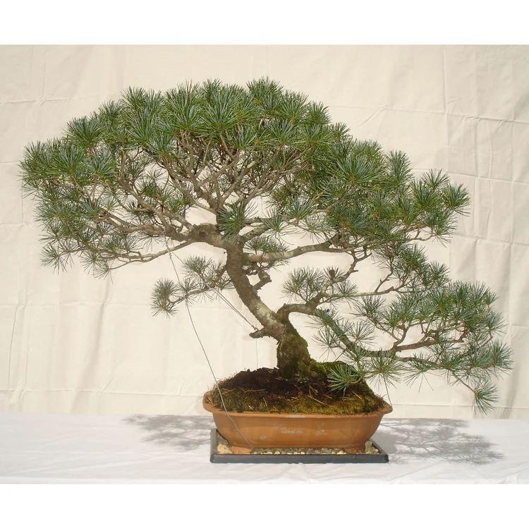 Huiying Lee Booth #186