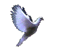 Doves in Flight