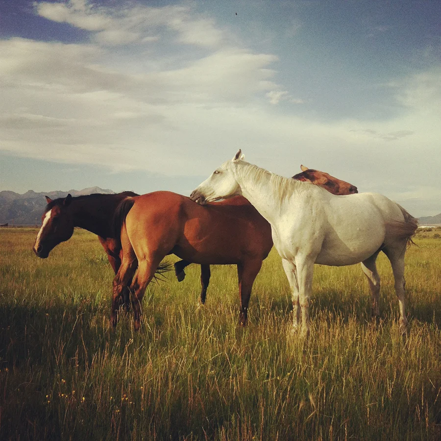 HorsesOfTheMedano_Instagram_1.JPG